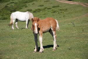 Junges Fuchs-Fohlen mit Blesse und weißen Beinen auf einer Weide.