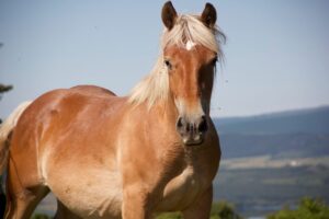 Ein Fuchs mit einem Stern.