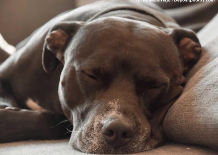 Entspannung pur: Wie Zylkene deinem Hund hilft, sich zu beruhigen