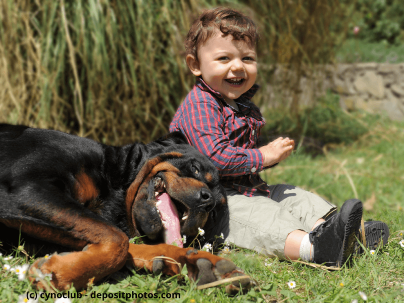 Portrait von einem reinrassigen Rottweiler und kleiner Junge im Gras
