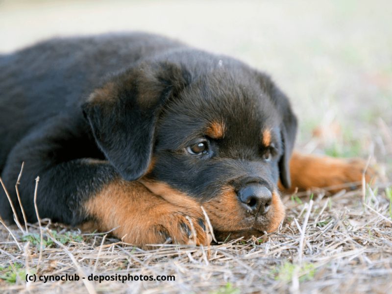 Porträt von einem reinrassigen Welpen-Rottweiler in einem Garten