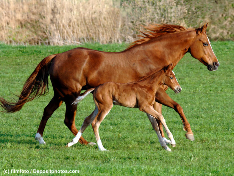 Pferde – Stute mit Fohlen Quarter Horse