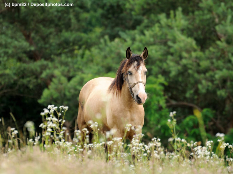 Quarter Horse auf wilder Wiese