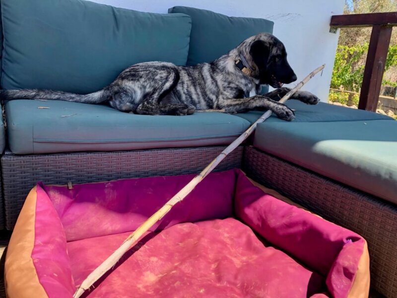 Rafeiro do Alentejo Sofa