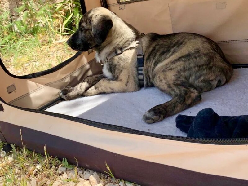 Rafeiro do Alentjo Welpe Box