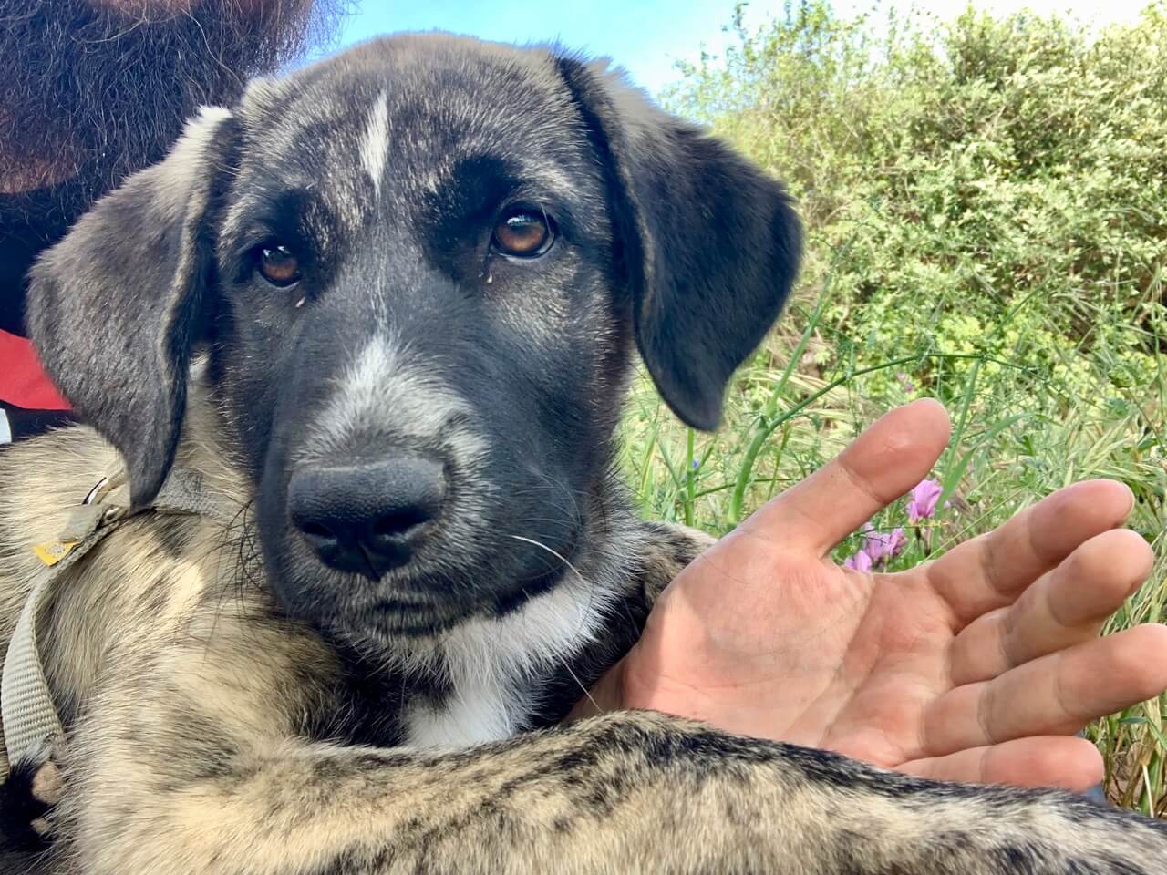 Rafeiro do Alentjo Welpe Hand