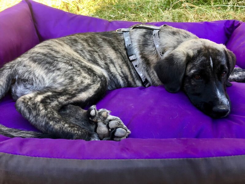 Rafeiro do Alentjo Welpe Inge im Körbchen mit Trixie Welpengeschirr leuchtend. Bequemes Welpenbett.