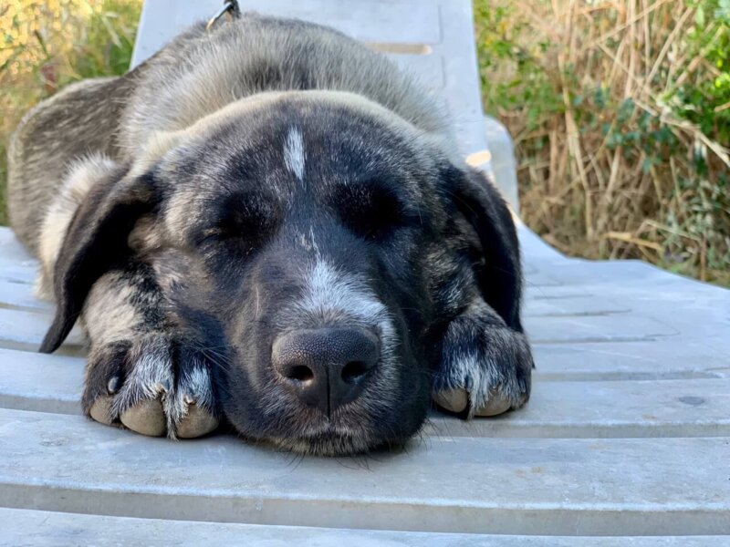 Rafeiro do Alentjo Welpe schlaeft vorn