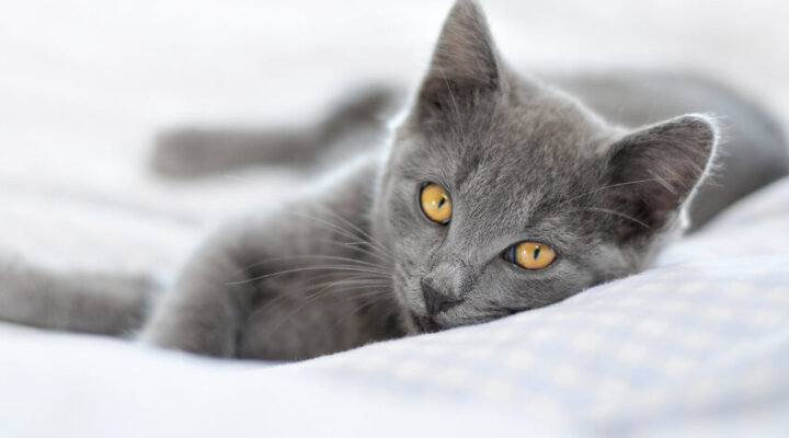 Chartreux