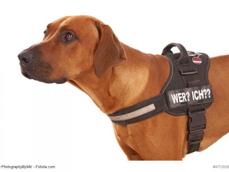 Rhodesian Ridgeback sind durch ihr kluges und einfühlsames Wesen auch als Rettungs- und Begleithunde geeignet.