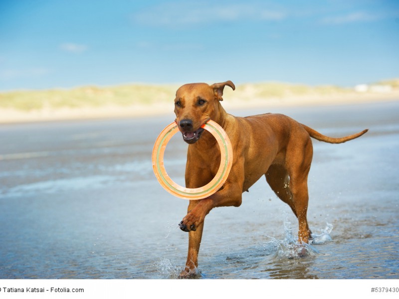 Rhodesian Ridgeback sind relativ temperaturunempfindlich.