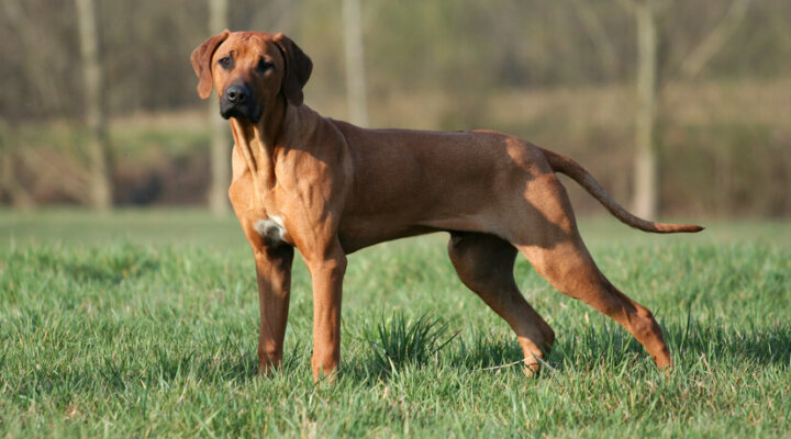 Rhodesian Ridgeback