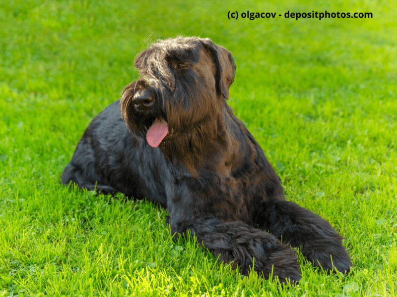 Riesenschnauzer Black Giant liegt im Gras an sonnigen Tag