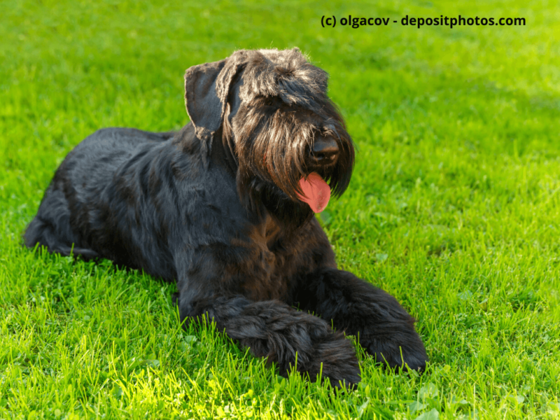 Riesenschnauzer Black Giant liegt im Gras und hat Augen zu