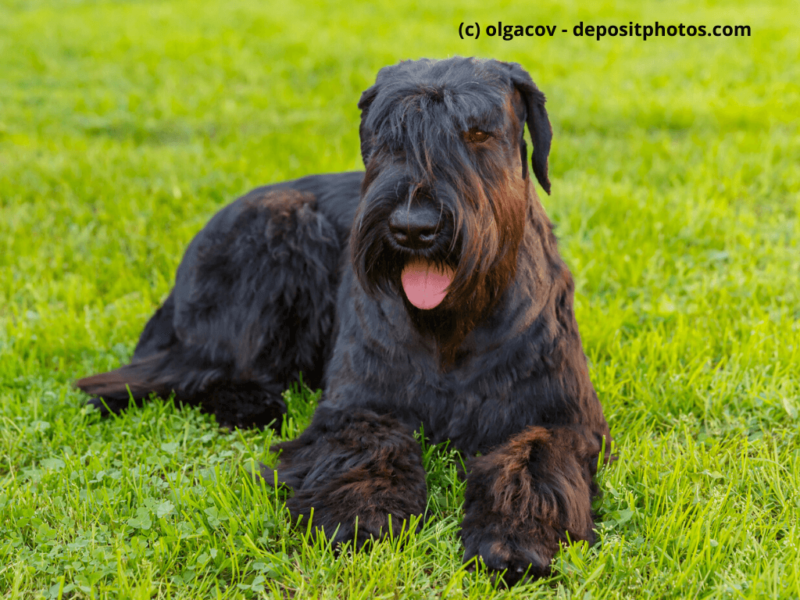 Riesenschnauzer Black Giant liegt im Gras und hängt Zunge raus