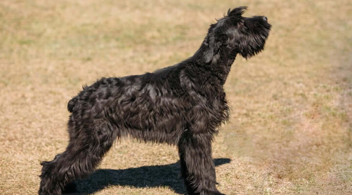 Riesenschnauzer