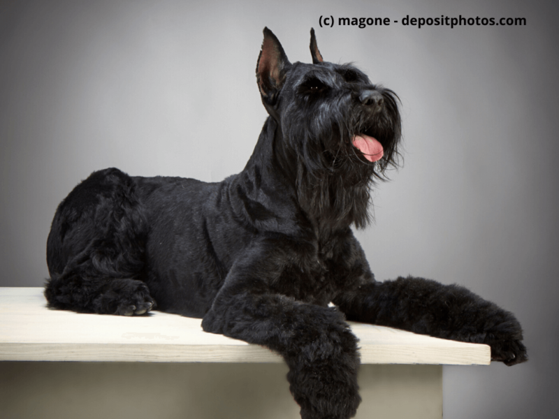 Riesenschnauzer im Fotostudio liegt auf Tisch
