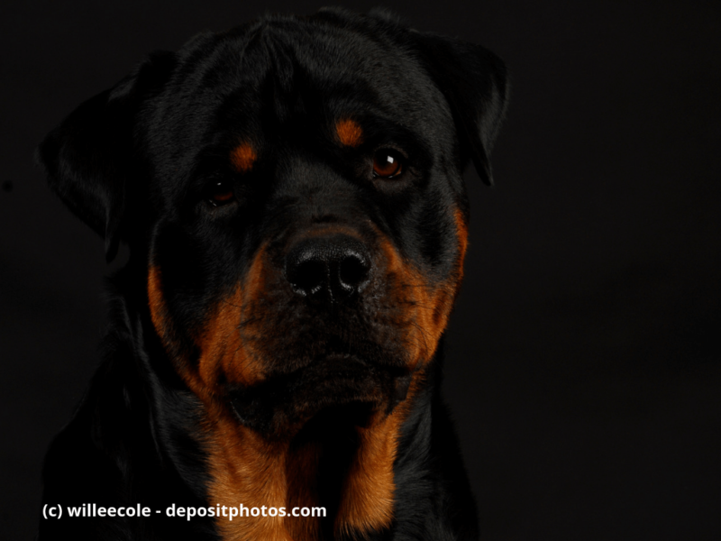 Rottweiler Kopf – 2 Jahre alt