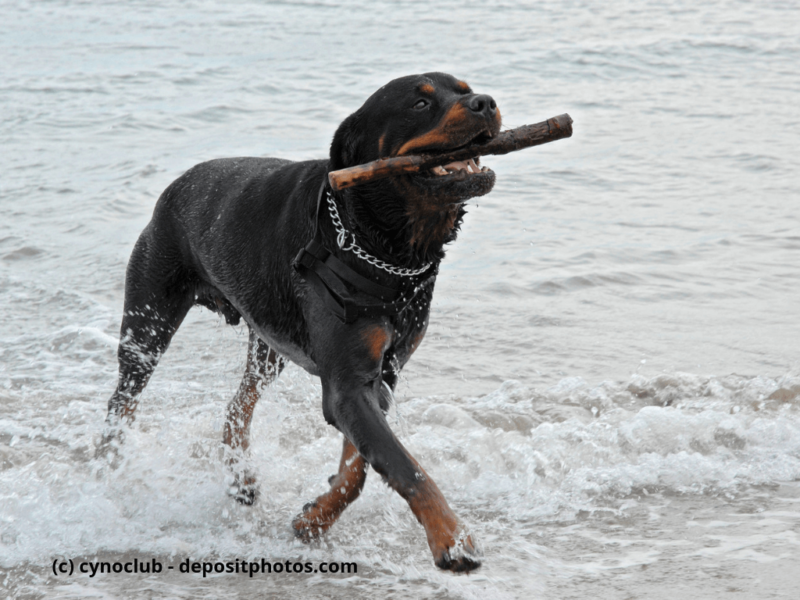 Rottweiler spielt im Meer mit einem Stock