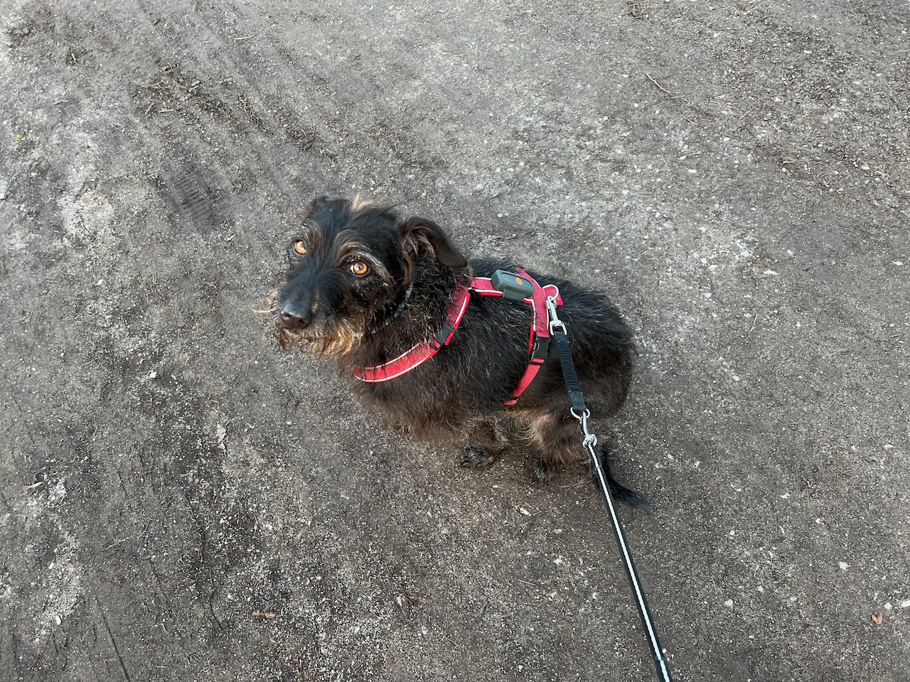 Ruckdämpfer von Trixie im Test