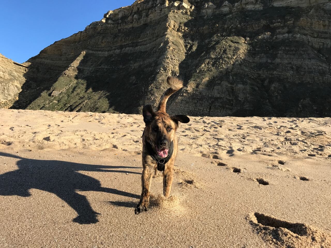 Ein Hund kommt an einem Strand direkt auf sein Herrchen zugeflogen als der ihn zurück ruft.
