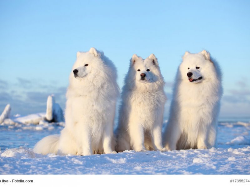 Samojeden Trio im Schnee