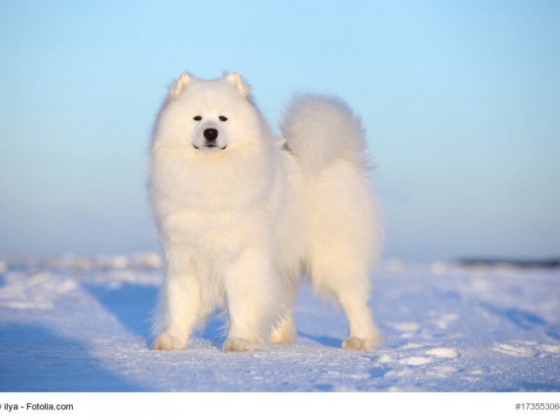 Samojede im Schnee