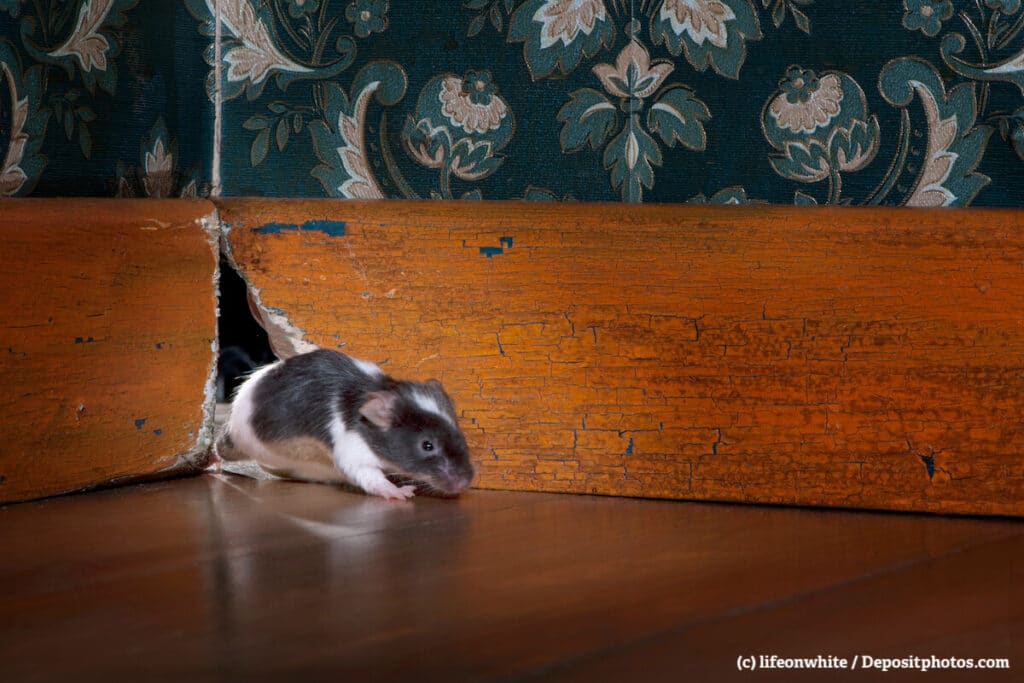 Eine Maus betritt durch ein Loch in der Fußbodenleiste einen Raum