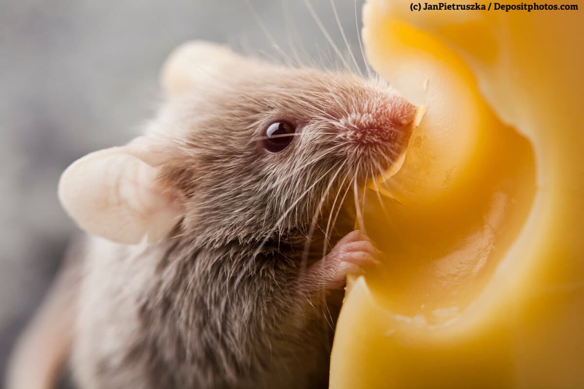 Eine Maus nagt an einem großen Stück Käse