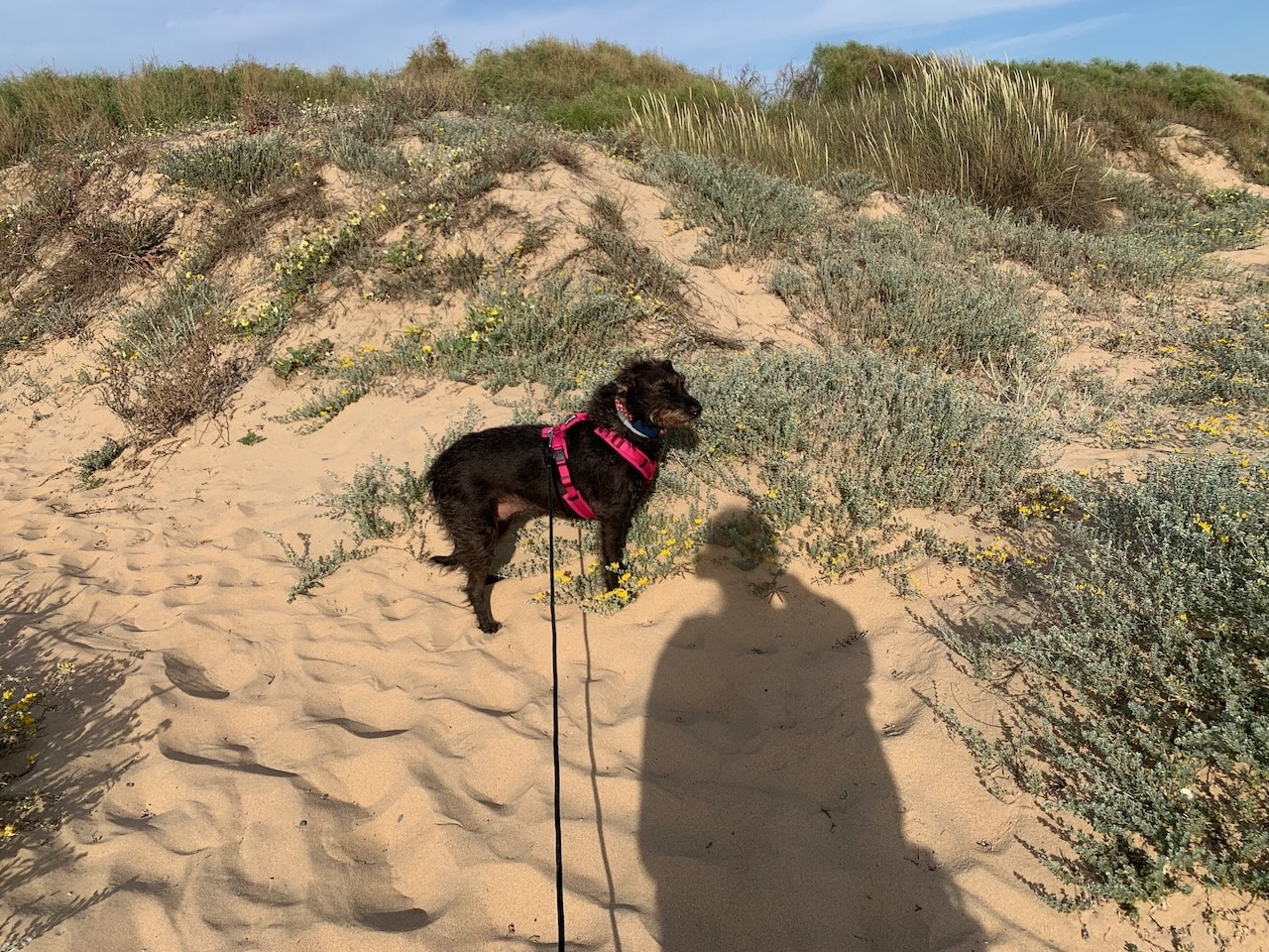 Schleppleine AniOne im Test