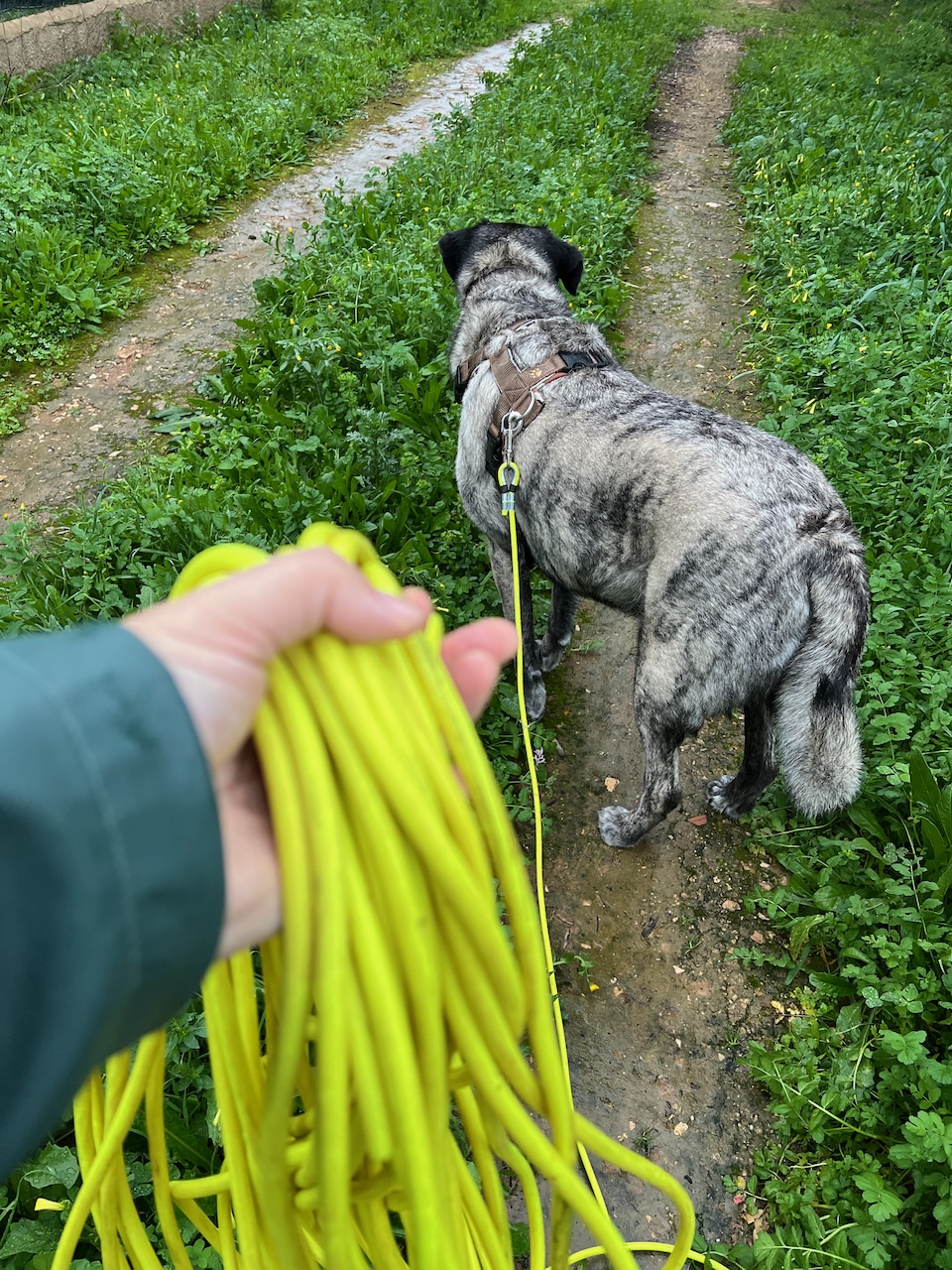 Runde XXL Schleppleine von Lennie im Test