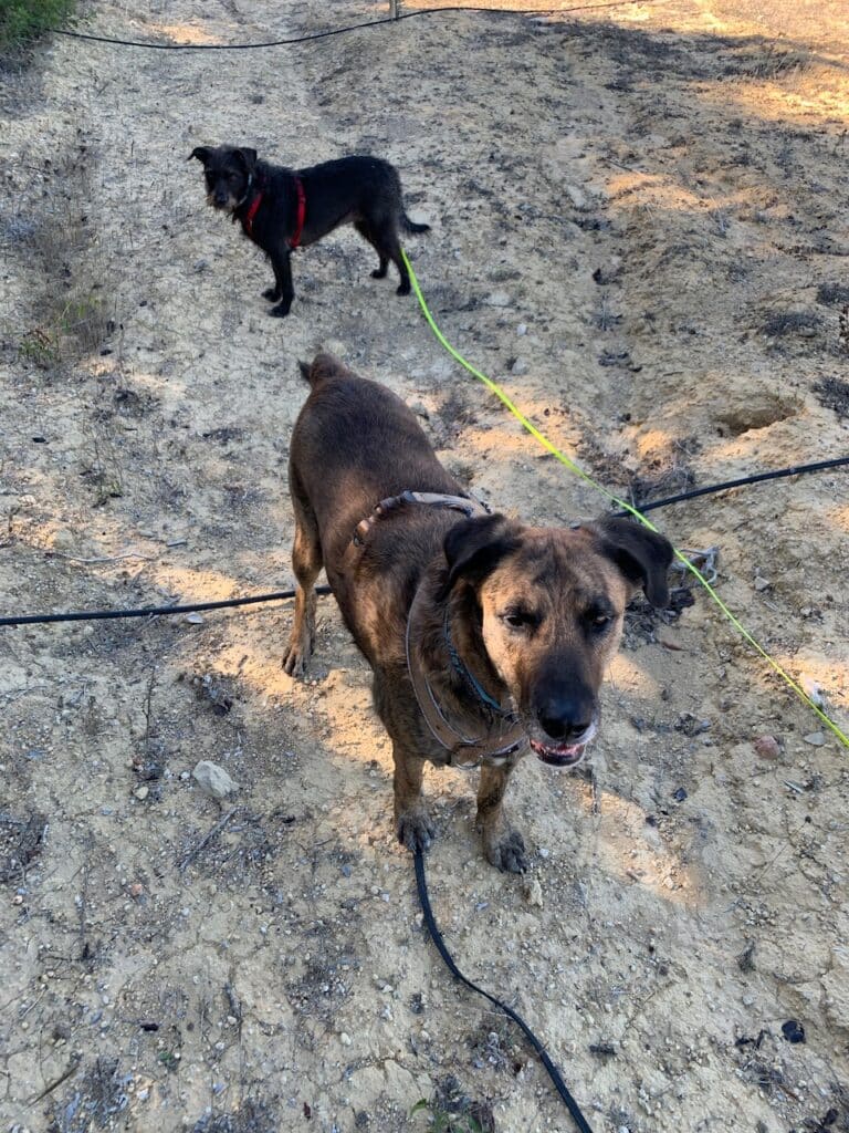 Zwei Hunde mit Hundegeschirren und verschiedenen Schleppleinen stehen und schauen ihr Frauchen an. Die Beschriftung lautet: Hunde bereichern das Leben. Doch umsonst sind sie nicht.