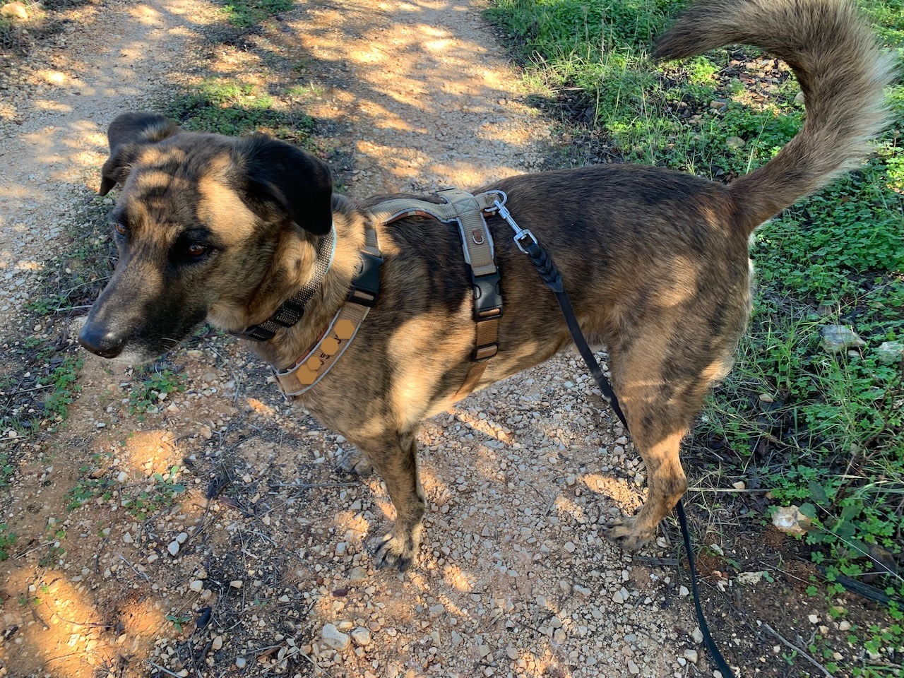 Fettlederleine Hund-Natuerlich