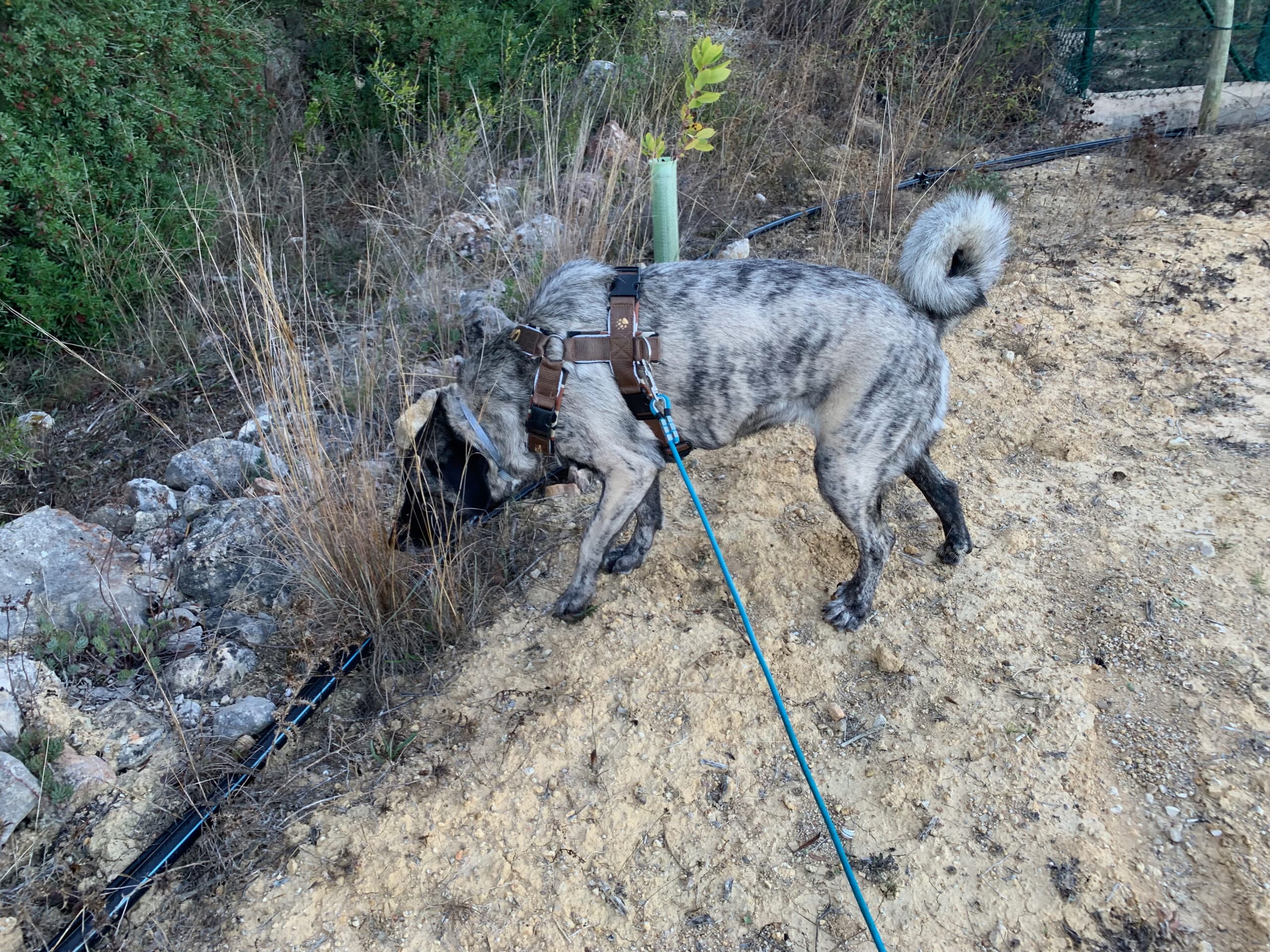 Runde Biothane-Schleppleine von Lennie im Test