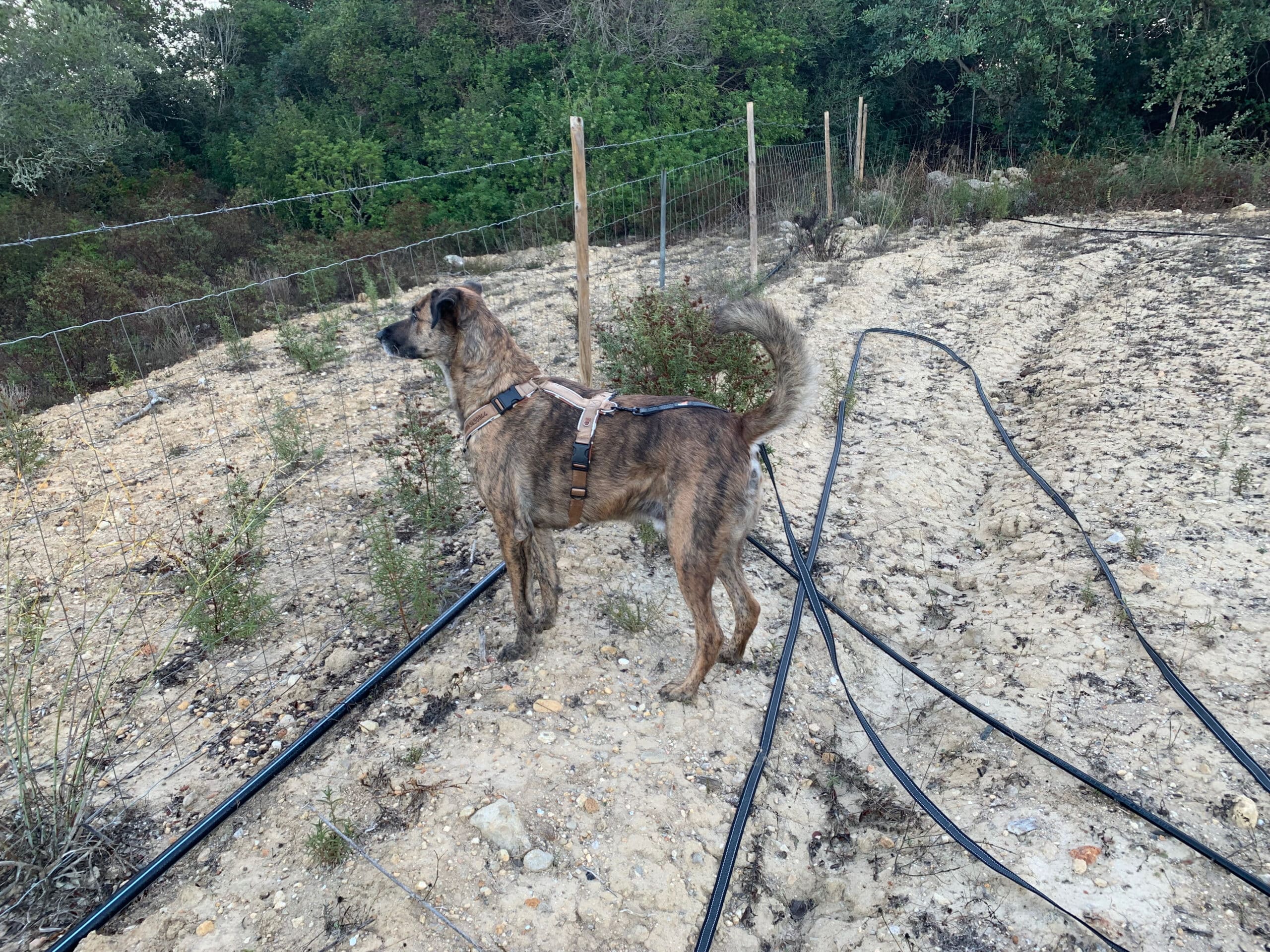 Gummierte Schleppleine von Toozey im Test