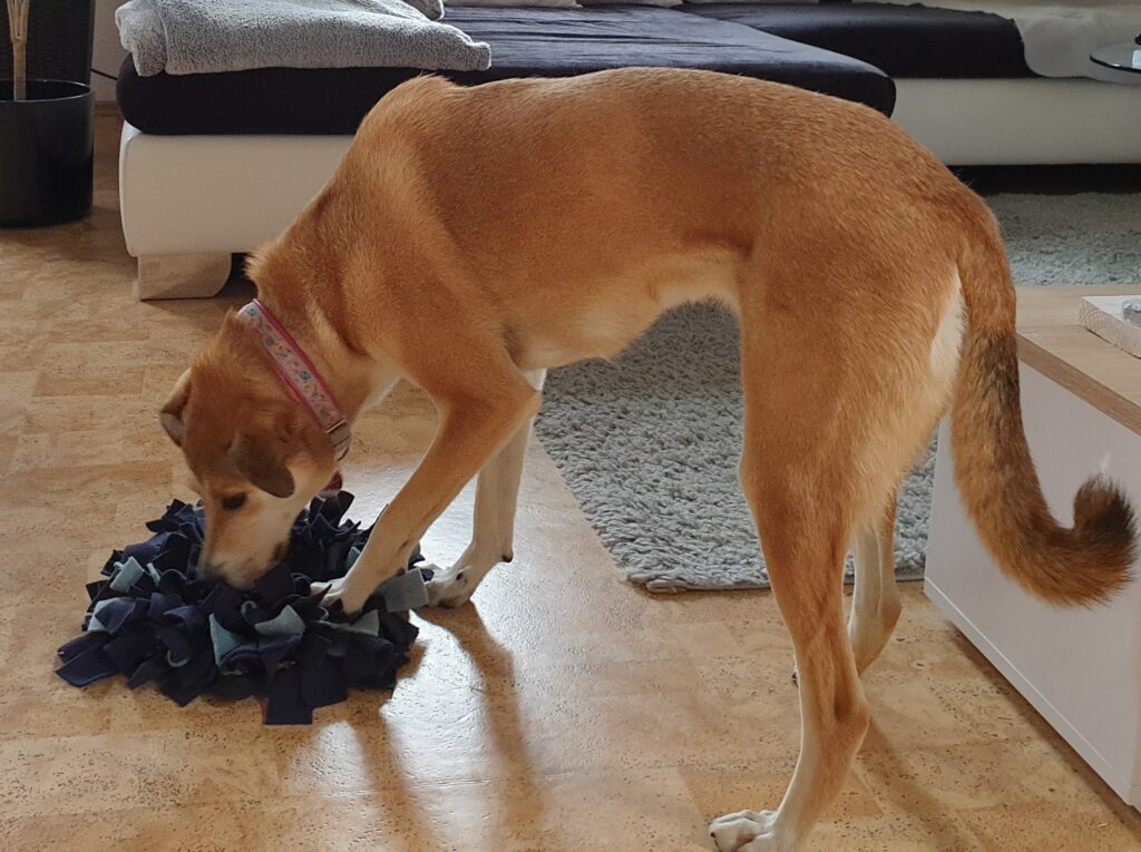 Schnüffelteppiche sind sehr beliebt und werden von Nala gerne ausprobiert.