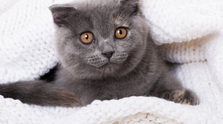 Schottische Faltohrkatze