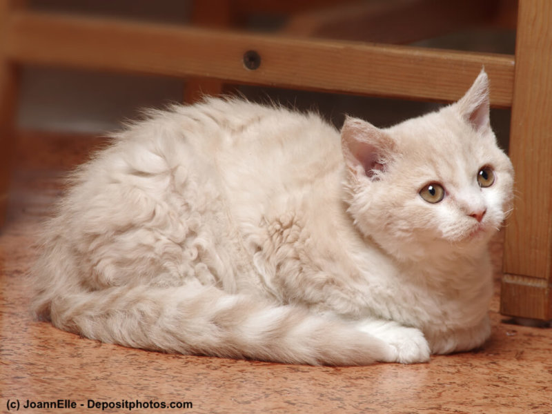 Selkirk Rex Katzenkind