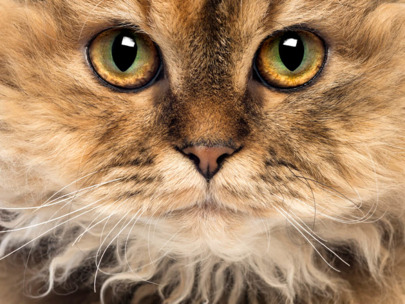 Nahaufnahme Selkirk Rex Kopf