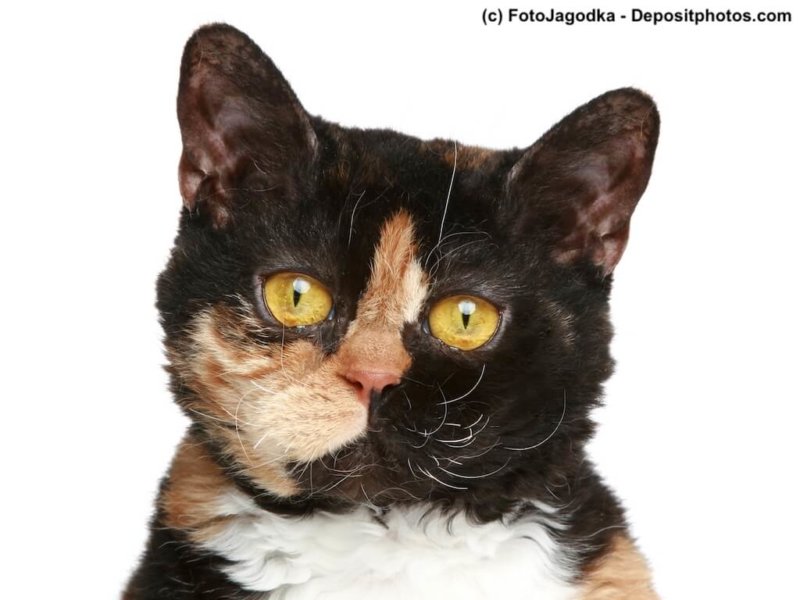 Portrait Selkirk Rex
