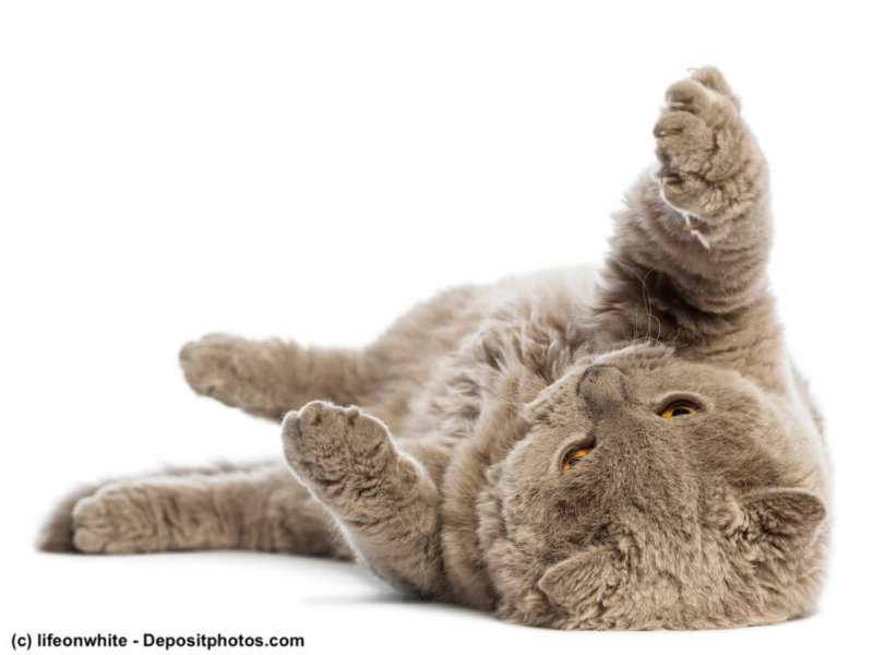 Selkirk Rex verspielt auf dem Rücken