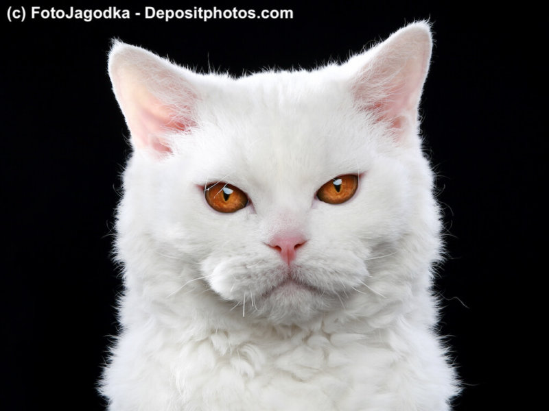 Schneeweiße Selkirk Rex
