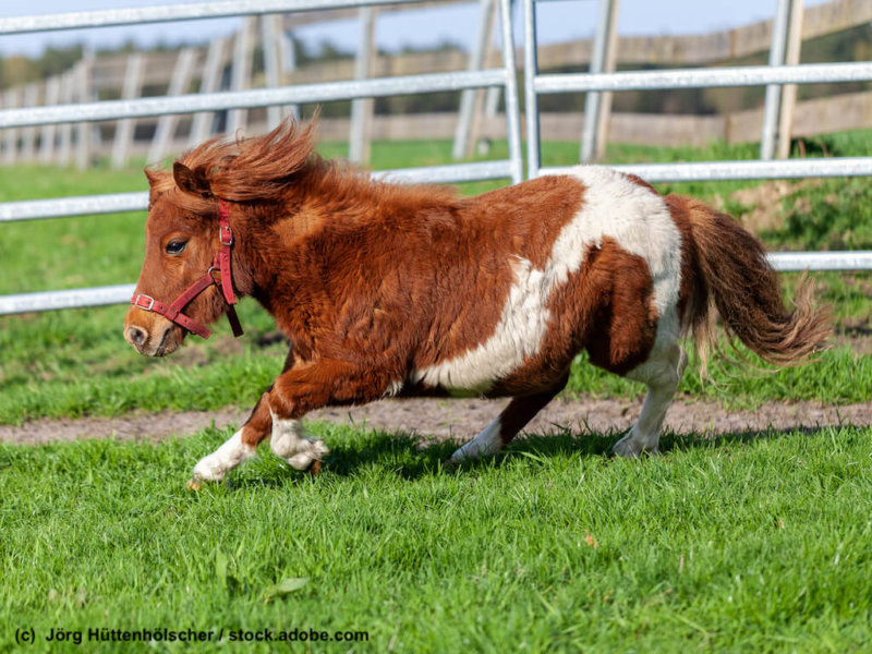 Shetlandpony im Galopp