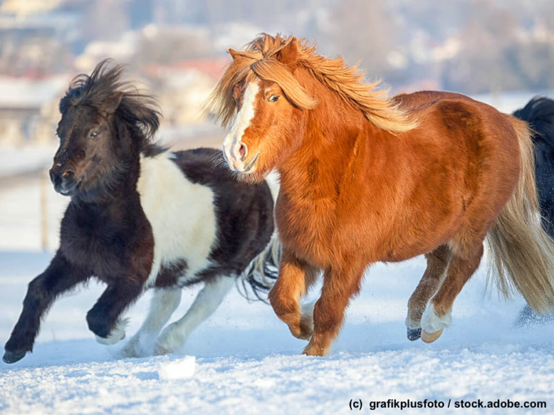 Shetlandpony Herde im Schnee