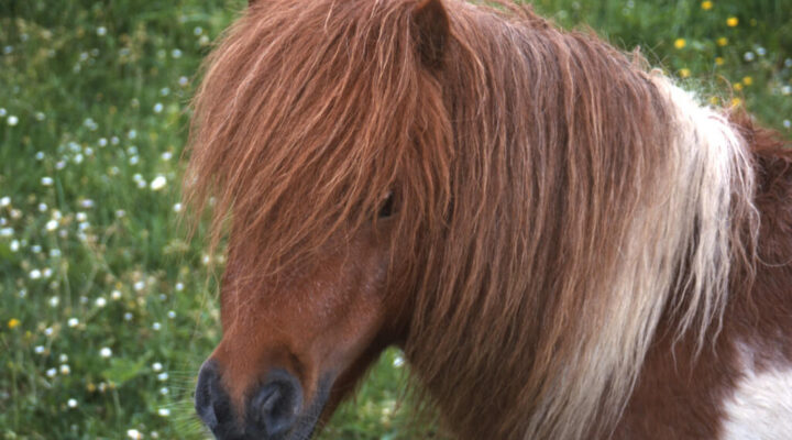 Shetlandpony