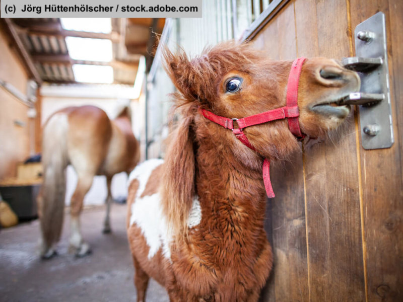 Clevere Shetlandponys