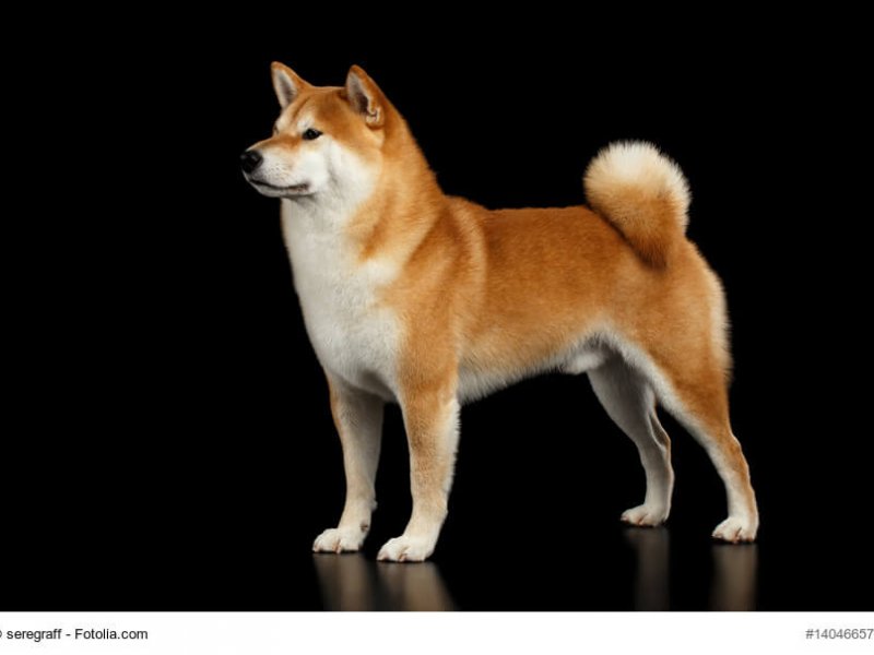 Rot/ braun/ weißer Shiba Inu Rüde