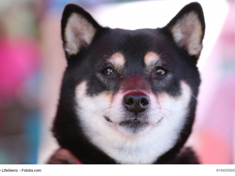 Portrait eines Shiba Inus