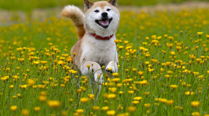 Shiba Inu