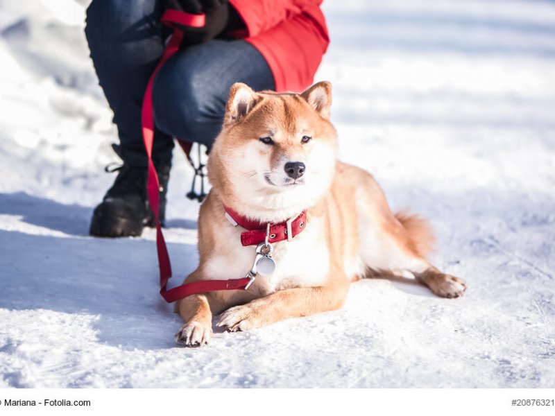 Braun/ weißer Shiba Inu im Schnee